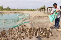 Lãi nửa tỷ đồng mỗi năm từ đàn vịt trời