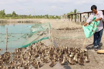 Lãi nửa tỷ đồng mỗi năm từ đàn vịt trời