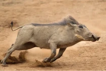 Video: Cảnh lợn hoang "thản nhiên" chạy đến nơi ẩn náu của 2 con sư tử