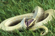 Video: Bật cười trước khoảnh khắc loài rắn giả chết để trốn tránh nguy hiểm