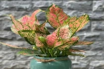 5 loại cây phong thủy để bàn cho người mệnh Thổ giúp chiêu tài, hút lộc