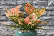 5 loại cây phong thủy để bàn cho người mệnh Thổ giúp chiêu tài, hút lộc