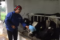 Lạ mà hay: Cho bò nghe nhạc, vắt được nhiều sữa hơn