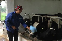 Lạ mà hay: Cho bò nghe nhạc, vắt được nhiều sữa hơn