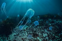 Đi biển gặp sinh vật này cần tránh ngay, có thể lấy mạng người!