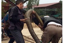 Thót tim, rắn hổ mang thở phì phì dưới gầm giường