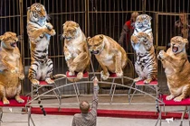 Video: Hổ, sư tử béo núng nính diễn xiếc như hề ở Nga