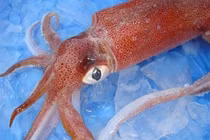 Mua mực sờ vào râu 3 giây, đảm bảo nhắm trúng mực chuẩn