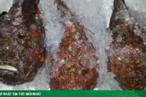 Chi bộn tiền ăn thử cá chứa nọc độc, ngoại hình thách thức người nhìn