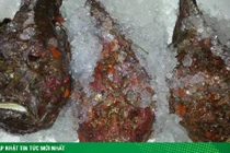 Chi bộn tiền ăn thử cá chứa nọc độc, ngoại hình thách thức người nhìn