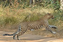 Video: Báo hoa mai cắn vỡ sọ đồng loại trong trận chiến sinh tử