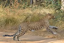 Video: Báo hoa mai cắn vỡ sọ đồng loại trong trận chiến sinh tử