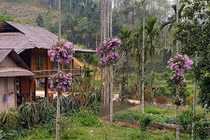 Cho lan "sống chung" với cây cau, ngắm hoa đẹp ngỡ ngàng