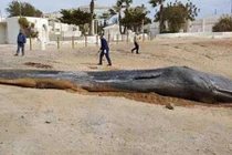 Cá nhà táng khổng lồ chết vì ăn quá nhiều rác