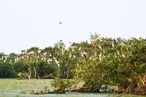 "Chợ chim trời lớn nhất miền Tây" dưới góc nhìn du lịch