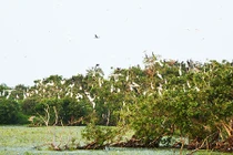 "Chợ chim trời lớn nhất miền Tây" dưới góc nhìn du lịch