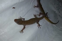 Loài bò sát bất ngờ thành đặc sản, được rao bán hàng triệu đồng/kg