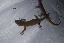 Loài bò sát bất ngờ thành đặc sản, được rao bán hàng triệu đồng/kg