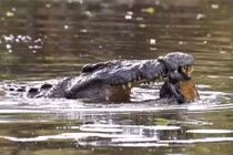 Xem rùa thoát chết khỏi hàm cá sấu trong gang tấc