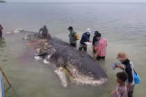 Điều gây rùng mình trong bụng cá voi dài 9m dạt bờ ở Indonesia