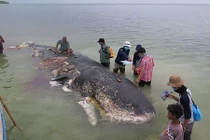 Điều gây rùng mình trong bụng cá voi dài 9m dạt bờ ở Indonesia