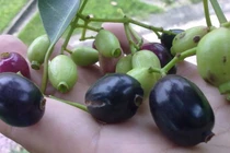 Loại quả lạ có tên không hấp dẫn nhưng giá vài trăm nghìn/kg