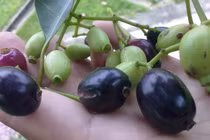 Loại quả lạ có tên không hấp dẫn nhưng giá vài trăm nghìn/kg