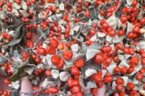 Lão nông thu về hàng tỷ đồng mỗi vụ nhờ trồng loại cây rừng