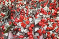 Lão nông thu về hàng tỷ đồng mỗi vụ nhờ trồng loại cây rừng