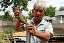 Nuôi giông cát-nghề cũ quay lại "lợi hại hơn xưa", 450.000 đồng/ký