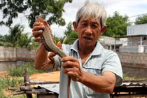 Nuôi giông cát-nghề cũ quay lại "lợi hại hơn xưa", 450.000 đồng/ký