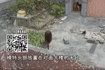 Cặp đôi "sợ rớt tim" khi thấy "đầu người" bên ngoài