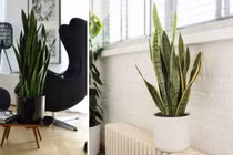 Nên trồng loại cây này trong nhà để hấp thụ hơn 100 loại độc tố