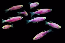 Phát hiện loài cá cũng có các trạng thái cảm xúc