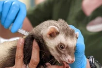 Vườn thú Mỹ tiêm vaccine Covid-19 cho hổ, gấu, chồn