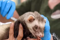 Vườn thú Mỹ tiêm vaccine Covid-19 cho hổ, gấu, chồn