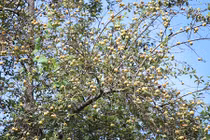 Video: Rừng táo sơn tra hơn 150 tuổi, “đẻ” sòn sòn, cho cả tạ quả/cây