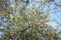 Video: Rừng táo sơn tra hơn 150 tuổi, “đẻ” sòn sòn, cho cả tạ quả/cây