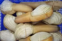 Hải sản khổng lồ có loại rẻ như cho, từng sốt xình xịch trên chợ mạng