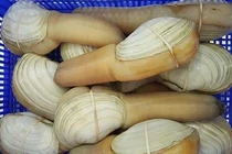 Hải sản khổng lồ có loại rẻ như cho, từng sốt xình xịch trên chợ mạng