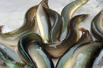 Loài cá đặc sản được ví như nhân sâm nước tốt cho đàn ông