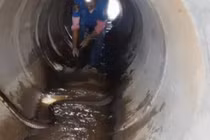 Video: Bắt rắn hổ mang chúa "khủng" trong ống cống ở Thái Lan