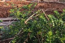 Thứ mọc hoang bờ bụi bỗng 'lên đời', có người kiếm tiền tỷ