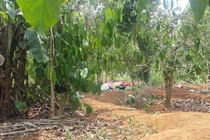 Đắk Lắk: Phát hiện xác chết bất thường trong rẫy cà phê 
