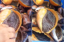 Hải sản siêu khủng bất ngờ bán trên chợ mạng, nửa triệu/con khách đặt tới tấp