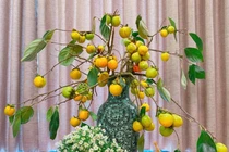 Người Hà Nội lùng mua cành hồng tươi trĩu quả về cắm chơi dịp Trung thu