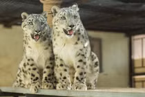 Báo tuyết lang thang trên thảo nguyên Nội Mông