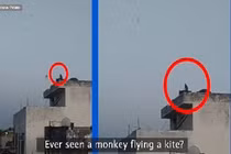 Video: Hoảng hồn nhìn thấy khỉ khổng lồ thả diều trên sân thượng tòa nhà