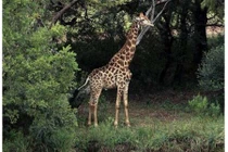 Hươu cao cổ hất tung người đàn ông lên trời 5 mét tử vong