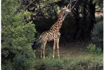 Hươu cao cổ hất tung người đàn ông lên trời 5 mét tử vong